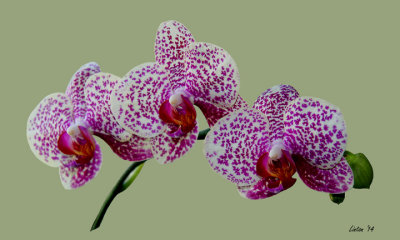 ORCHID BLOOM 