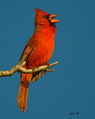 NORTHERN CARDINAL (Male)  (Cardinalis cardinalis)  IMG_5249 