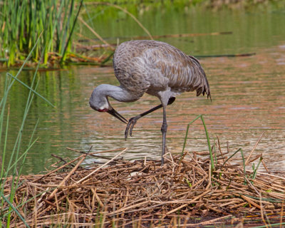SANDHILL CRANE IMG_5795