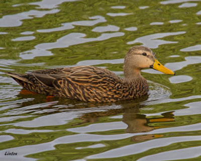 MOTTLED DUCK  (Anas fulvigula)  IMG_5784 