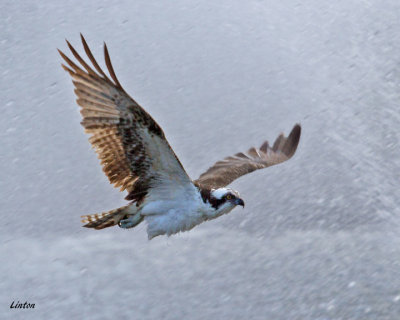 OSPREY IMG_5730