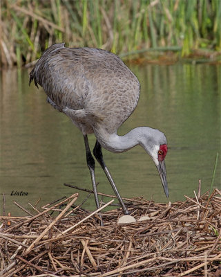 SANDHILL CRANE IMG_5809