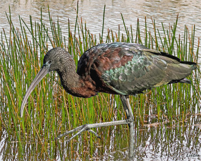  GLOSSY IBIS (Plegadis falcinellus)  IMG_5855 