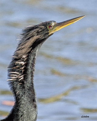 ANHINGA  IMG_5834 