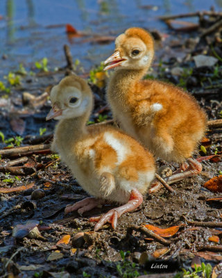 CHICKS A IMG_6532 