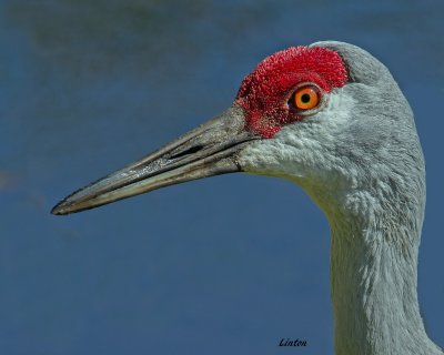 SANDHILL CRANE IMG_6485