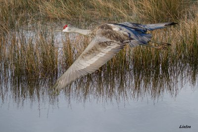 SANDHILL CRANE IMG_5869