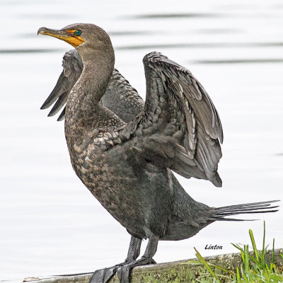 DOUBLE-CRESTED CORMORANT   IMG_5953 