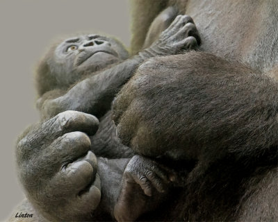 LOWLAND GORILLA INFANT   IMG_6655 