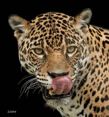 JAGUAR IMG_0078