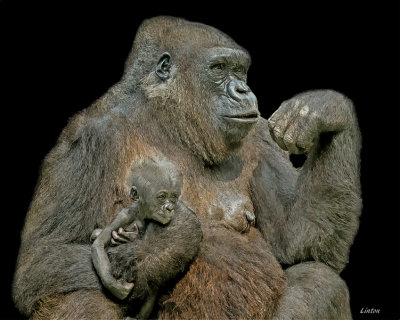 WESTERN LOWLAND GORILLA FEMALE AND INFANT   IMG_6858 