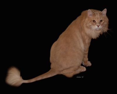 LITTLE LION KING IMG_3967