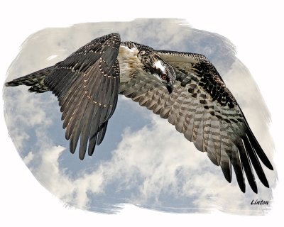 OSPREY IMG_0009
