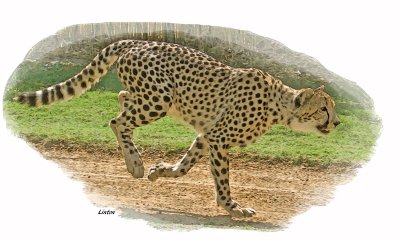CHEETAH ( IMG_0014)
