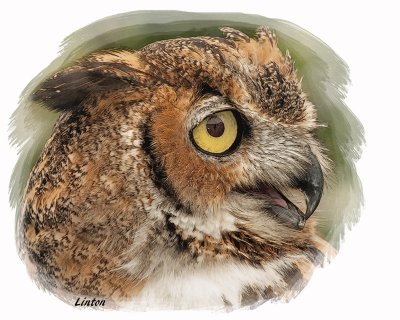 GREAT HORNED OWL (Bubo virginianus)  IMG_0131 