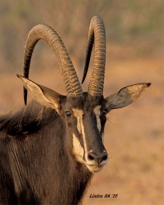 ANTELOPE, SABLE (Bull)  Chobe - Botswana  IMG_1599 