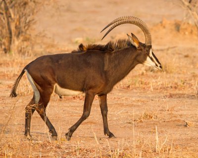 ANTELOPE, SABLE BULL  Chobe - Botswana  IMG_1568 