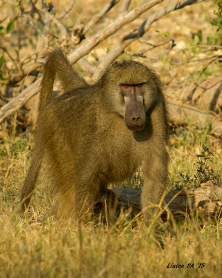 BABOON, CHACMA  Okavango Delta - Botswana IMG_7004 