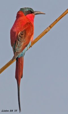 BEE EATER, LITTLE Zambizi River Impalila Island - Namibia IMG_1040 jpg