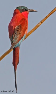 BEE EATER, LITTLE Zambizi River  Impalila Island - Namibia IMG_1040 jpg