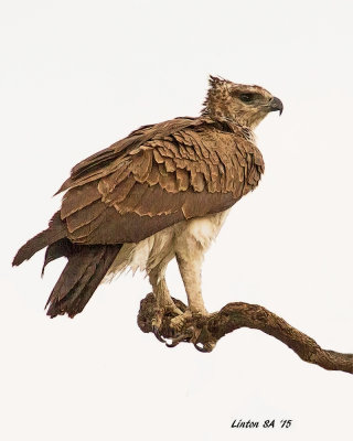 EAGLE, MARTIAL (Female)   Chobe - Botswana  IMG_1974 