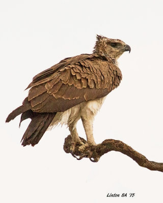 EAGLE, MARTIAL (Female) Chobe - Botswana IMG_1974