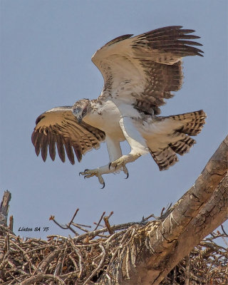 EAGLE, MARTIAL (Nestling) Chobe -  Botswana SA IMG_9990 