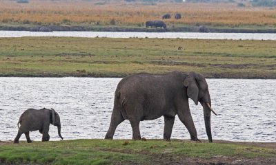 ELEPHANTS - (COW AND  CALF)   Chobe - Botswana    IMG_2342 