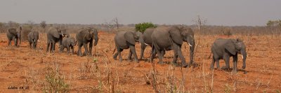 ELEPHANTS, AFRICAN Chobe - Botswana IMG_7764 