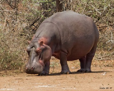 HIPPOPOTAMUS Kruger - South Africa IMG_9214 