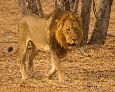 LION Chobe - Botswana SA IMG_1732 