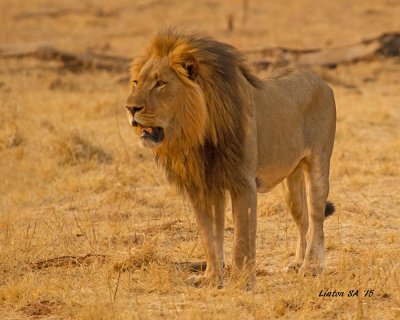LION Chobe - Botswana SA IMG_1777 