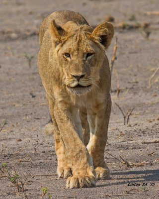 LIONESS - YOUNG ADULT Chobe - Botswana IMG_2798 