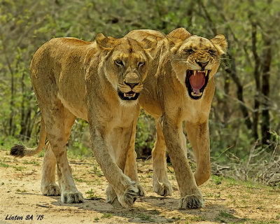 LIONESSES  Kruger - South Africa  IMG_9262 