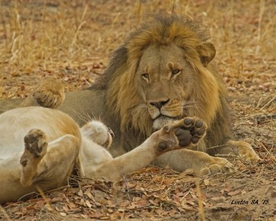 LION-LIONESS Chobe - Botswana  IMG_2219 