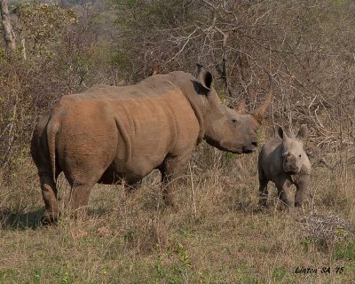 RHINOCEROS, WHITE  Kruger -  South Africa  IMG_7264 