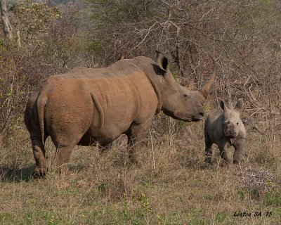 RHINOCEROS, WHITE Kruger - South Africa IMG_7264