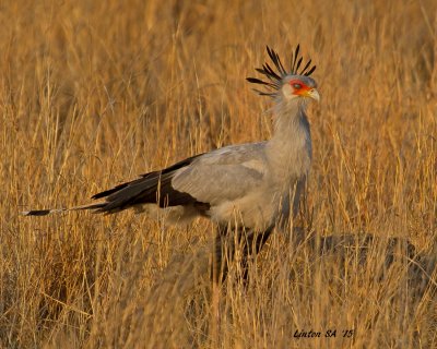 SECRETARY BIRD Hwange - Zimbabwe IMG_9818 