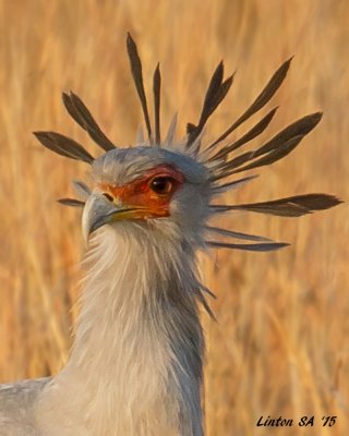SECRETARY BIRD Zimbabwe IMG_9817 