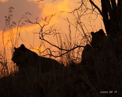 LIONESSES AT SUNSET Chobe - Botswana  IMG_1883 