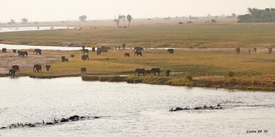 ELEPHANTS CROSSING RIVER - Chobe River - Botswana IMG_1517 