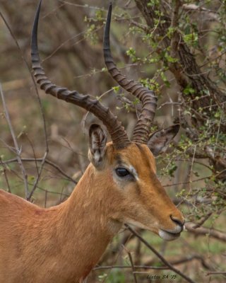 IMPALA   Kruger - South Africa    IMG_9051 