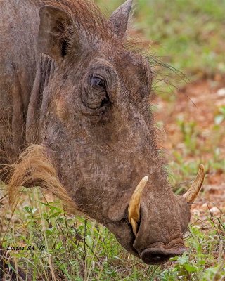 WARTHOG Kruger - South Africa IMG_9328
