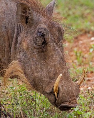 WARTHOG Kruger - South Africa  IMG_9328 