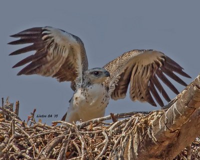 EAGLE, MARTIAL (Nestling)   Chobe - Botswana   IMG_9975 