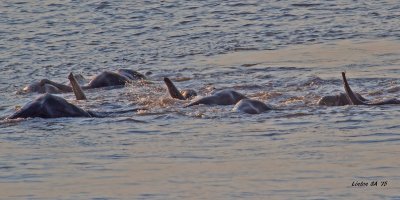 ELEPHANTS CROSSING CHOBE RIVER IN BOTSWANA   IMG_1521 