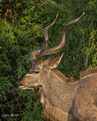 KUDU, GREATER (Bull) Chobe - Botswana  IMG_1471 
