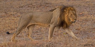 LION Chobe - Botswana  IMG_1809 