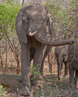 ELEPHANT, AFRICAN   Kruger - South Africa   IMG_7227 