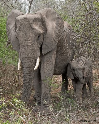 ELEPHANT, AFRICAN ( COW AND CALF)   Kruger - South Africa   IMG_7256 